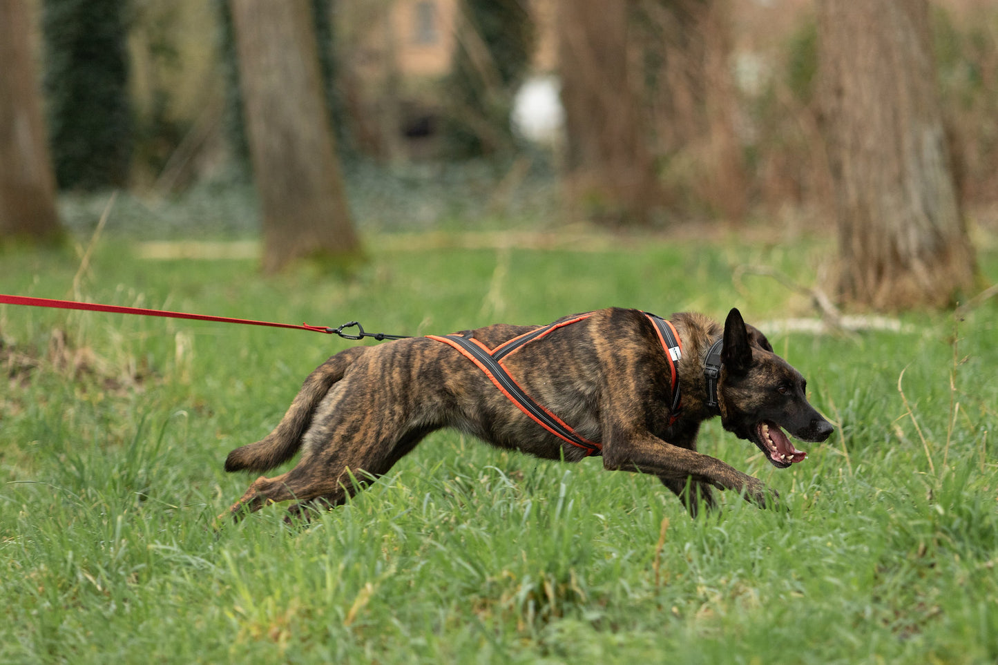 Alphadogsport X-Back ALPHA RACER