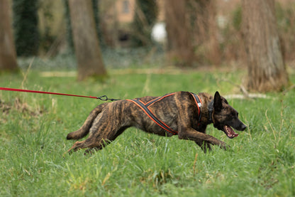 Alphadogsport X-Back ALPHA RACER