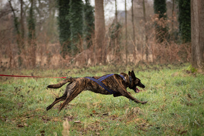 Alphadogsport X-Back ALPHA RACER