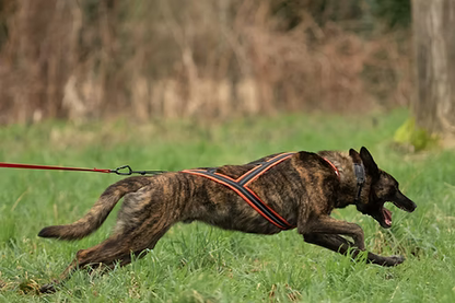 Alphadogsport X-Back ALPHA RACER