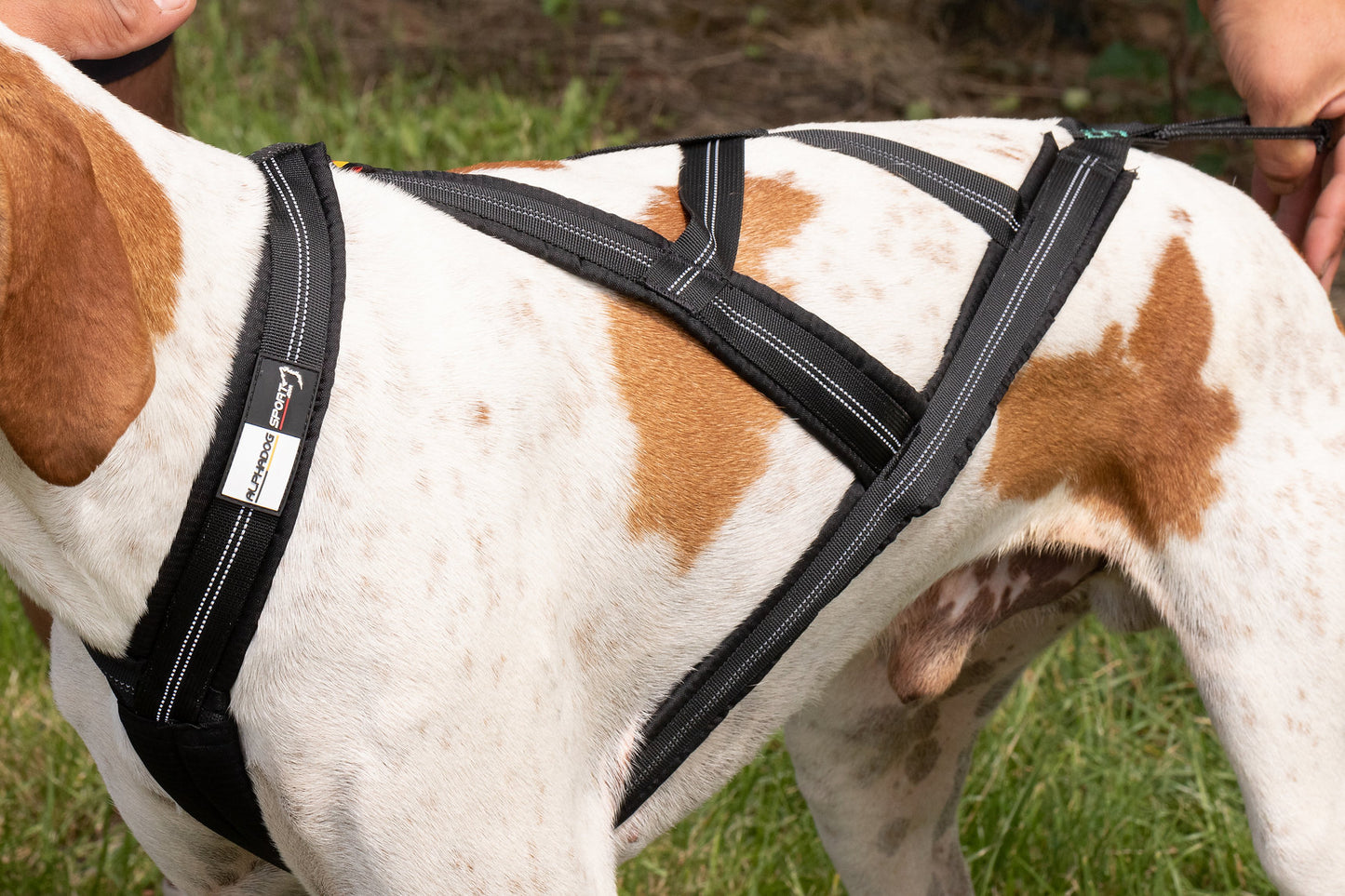 Alphadogsport X-Back ALPHA RACER